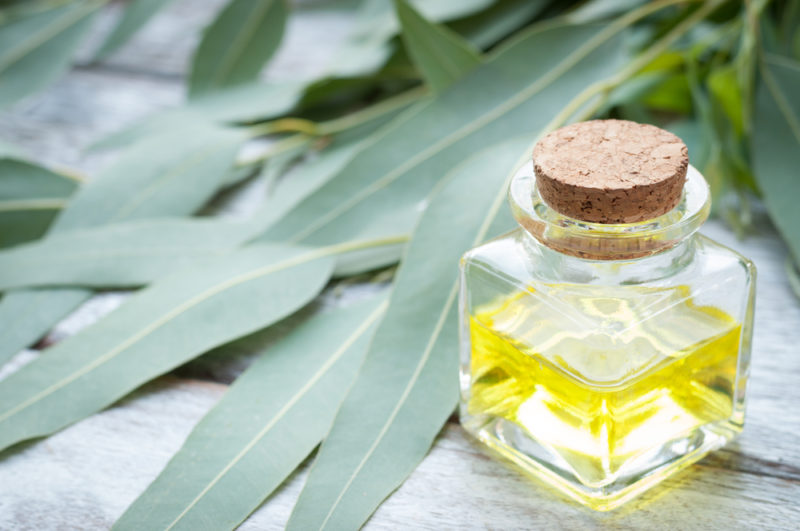 Eucalyptus Oil